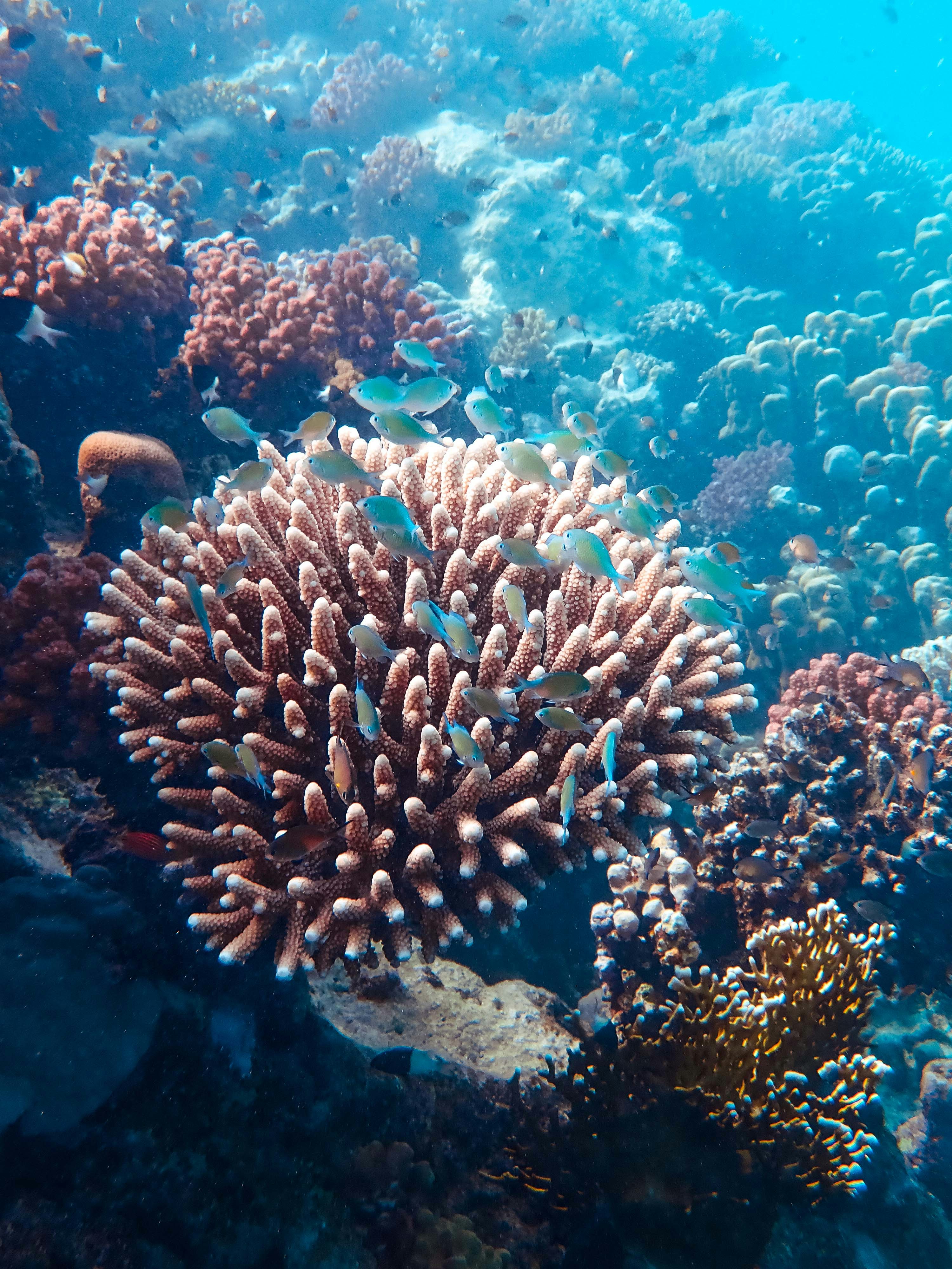 School of blue-green chromis over an Acropora coral colony on a reef